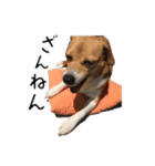 スーとマメと動物たち（個別スタンプ：32）