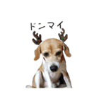 スーとマメと動物たち（個別スタンプ：37）