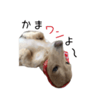 スーとマメと動物たち（個別スタンプ：38）