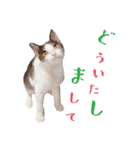 テトとロクの日常スタンプ（個別スタンプ：6）