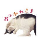 テトとロクの日常スタンプ（個別スタンプ：9）