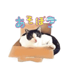テトとロクの日常スタンプ（個別スタンプ：11）