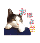 テトとロクの日常スタンプ（個別スタンプ：14）