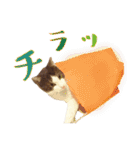 テトとロクの日常スタンプ（個別スタンプ：28）