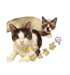 テトとロクの日常スタンプ（個別スタンプ：31）