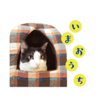 テトとロクの日常スタンプ（個別スタンプ：32）