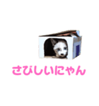 A cat AL（個別スタンプ：4）