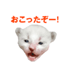 A cat AL（個別スタンプ：5）