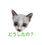 A cat AL（個別スタンプ：6）