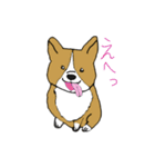 コーギーのそらくんと黒猫のカルマちゃん（個別スタンプ：1）
