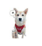 Japanese Shiba Sugar（個別スタンプ：3）