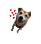 Japanese Shiba Sugar（個別スタンプ：6）
