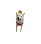 Japanese Shiba Sugar（個別スタンプ：7）
