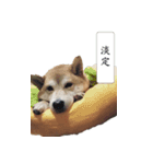 Japanese Shiba Sugar（個別スタンプ：10）