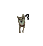 Japanese Shiba Sugar（個別スタンプ：11）