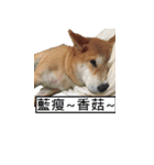 Japanese Shiba Sugar（個別スタンプ：15）