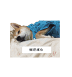 Japanese Shiba Sugar（個別スタンプ：16）