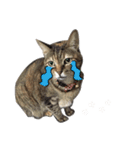 Mimier's Daily（個別スタンプ：2）