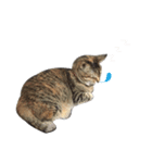 Mimier's Daily（個別スタンプ：4）