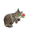 Mimier's Daily（個別スタンプ：6）
