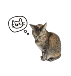 Mimier's Daily（個別スタンプ：7）