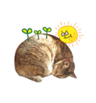 Mimier's Daily（個別スタンプ：9）