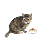 Mimier's Daily（個別スタンプ：15）