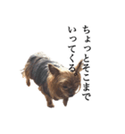 癒し犬と小鳥（個別スタンプ：4）