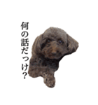 癒し犬と小鳥（個別スタンプ：6）