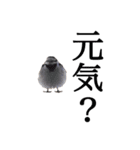 癒し犬と小鳥（個別スタンプ：12）