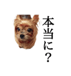 癒し犬と小鳥（個別スタンプ：13）