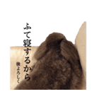 癒し犬と小鳥（個別スタンプ：15）