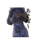 癒し犬と小鳥（個別スタンプ：17）