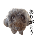 癒し犬と小鳥（個別スタンプ：20）