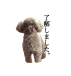 癒し犬と小鳥（個別スタンプ：22）