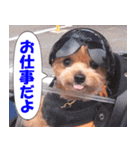 バイク犬、ティナ 3（個別スタンプ：10）