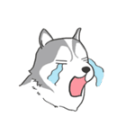 神犬ハァちゃん（個別スタンプ：12）