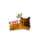 長毛猫イーちゃんの実写真スタンプ（個別スタンプ：3）