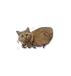 長毛猫イーちゃんの実写真スタンプ（個別スタンプ：6）