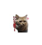 長毛猫イーちゃんの実写真スタンプ（個別スタンプ：7）