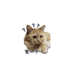 長毛猫イーちゃんの実写真スタンプ（個別スタンプ：8）