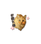 長毛猫イーちゃんの実写真スタンプ（個別スタンプ：12）
