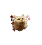 長毛猫イーちゃんの実写真スタンプ（個別スタンプ：13）
