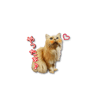 長毛猫イーちゃんの実写真スタンプ（個別スタンプ：19）