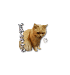 長毛猫イーちゃんの実写真スタンプ（個別スタンプ：20）
