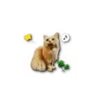 長毛猫イーちゃんの実写真スタンプ（個別スタンプ：21）