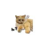 長毛猫イーちゃんの実写真スタンプ（個別スタンプ：24）