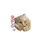 長毛猫イーちゃんの実写真スタンプ（個別スタンプ：27）