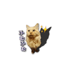 長毛猫イーちゃんの実写真スタンプ（個別スタンプ：29）