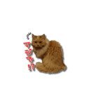 長毛猫イーちゃんの実写真スタンプ（個別スタンプ：30）